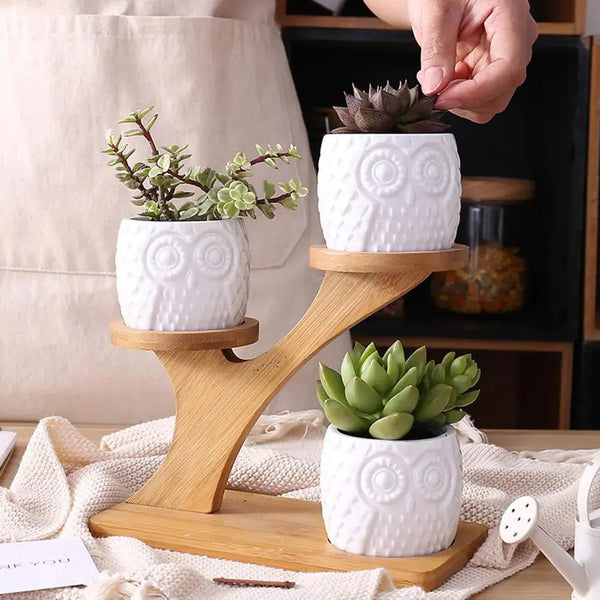 Succulent Pots - HavenHome